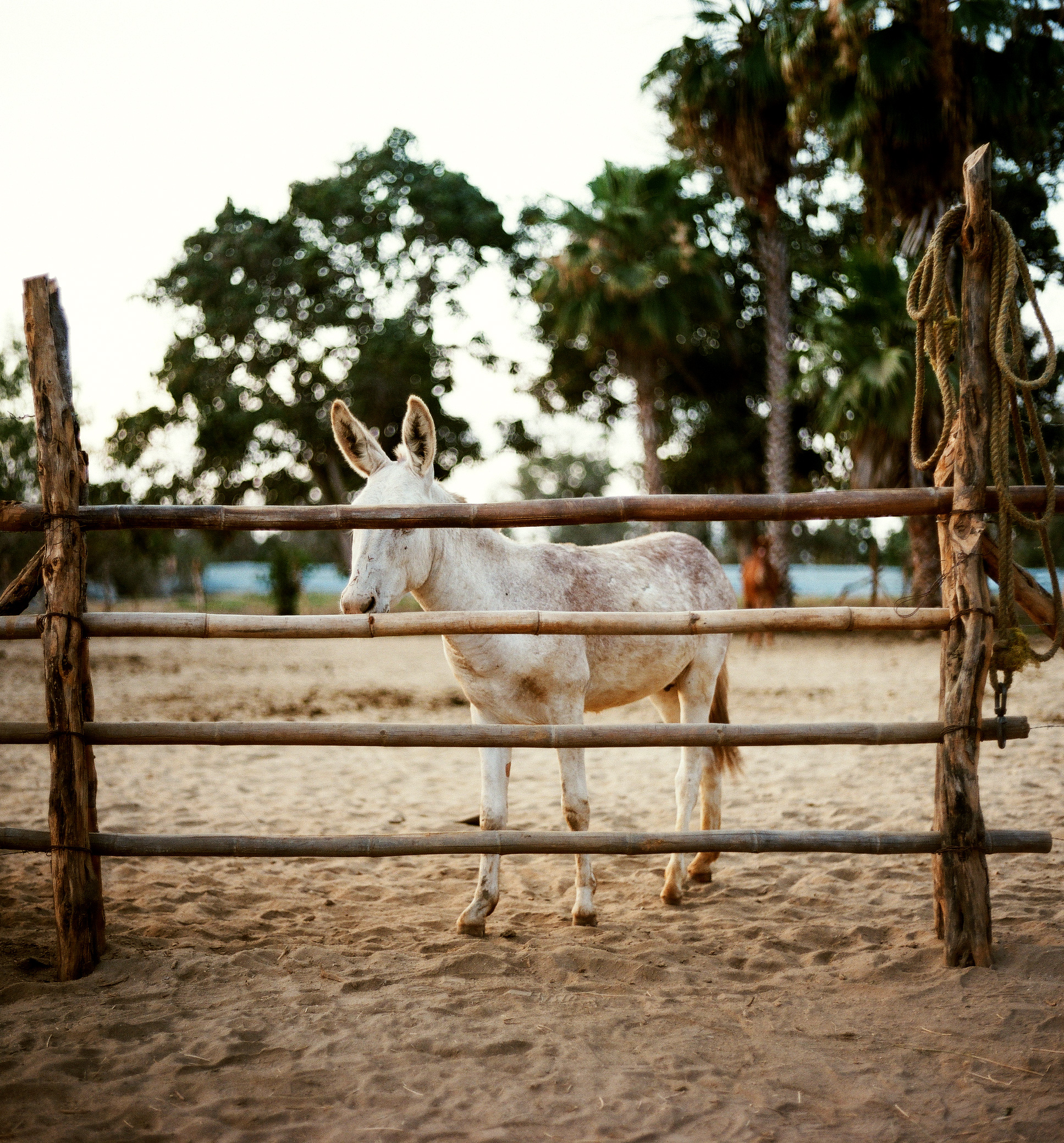 bajadonkey
